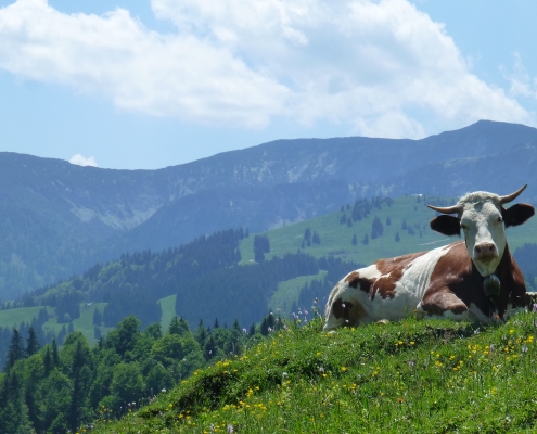Kuh am Sudelfeld in Oberaudorf
